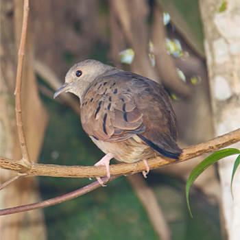 Ruddy Ground-dove
