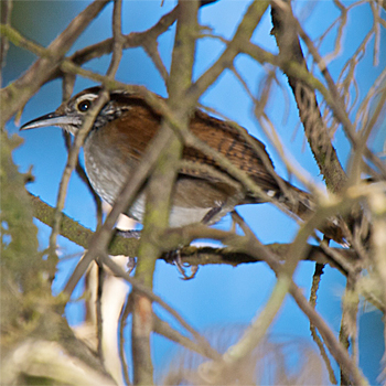Rufous-and-white Wren