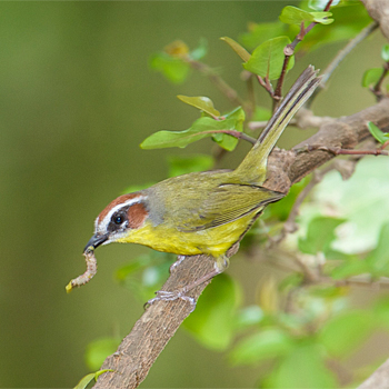 Rufous-capped Warbler