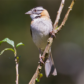 Rufous-collared Sparrow