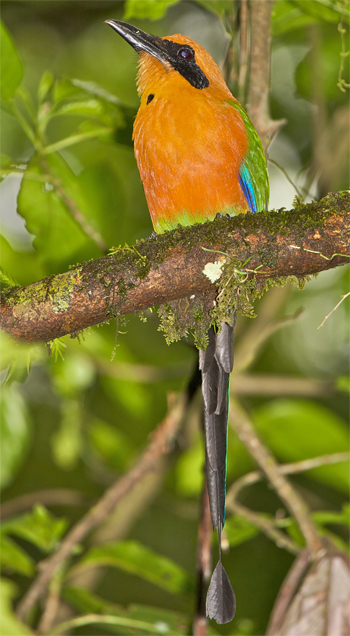Rufous Motmot