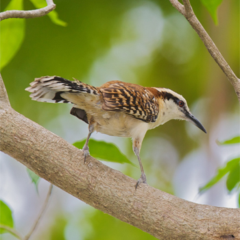 Rufous-naped Wren