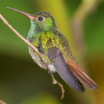 Rufous-tailed Hummingbird