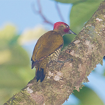 Rufous-winged Woodpecker