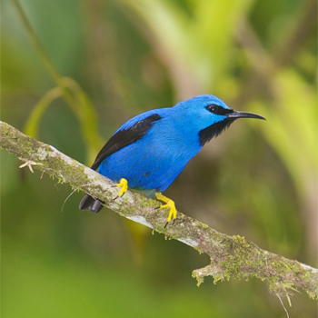 Shining Honeycreeper