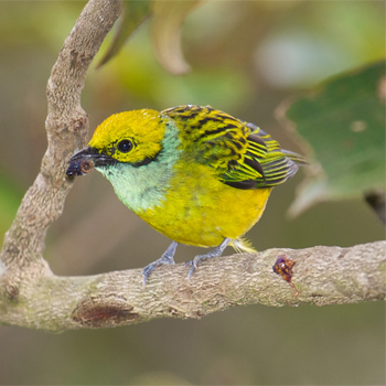 Silver-throated Tanager