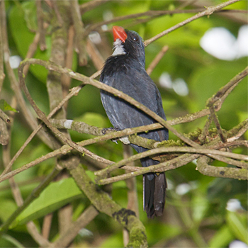 Slate-coloured Grosbeak