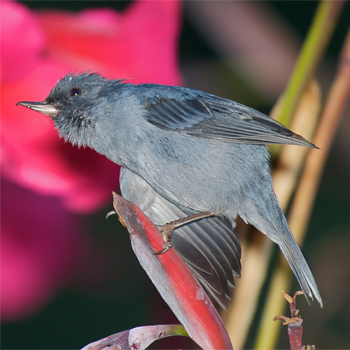 Slaty Flowerpiercer