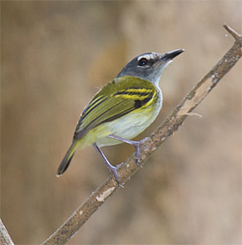 Slaty-headed Tody-flycatcher