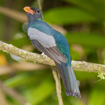 Slaty-tailed Trogon