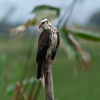 Snail Kite
