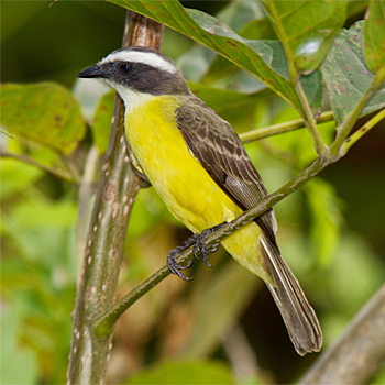 Social Flycatcher