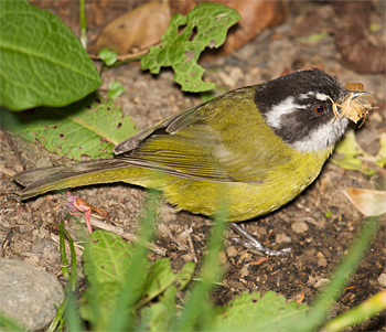Sooty-capped Bush-tanager