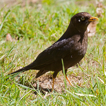 Sooty Thrush