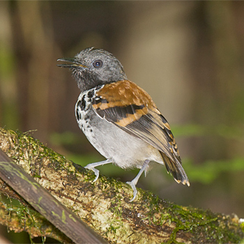 Spotted Antbird