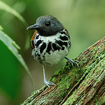 Spotted Antbird