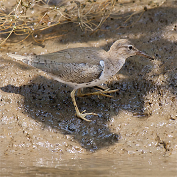 Spotted Sandpiper
