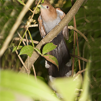 Squirrel Cuckoo