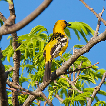 Streak-backed Oriole