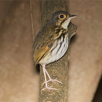 Streak-chested Antpitta