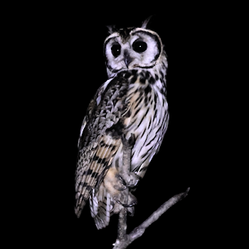 Striped Owl