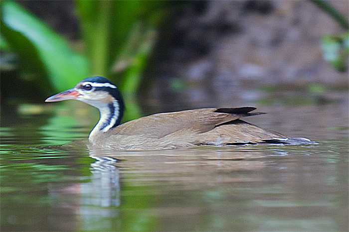 Sungrebe