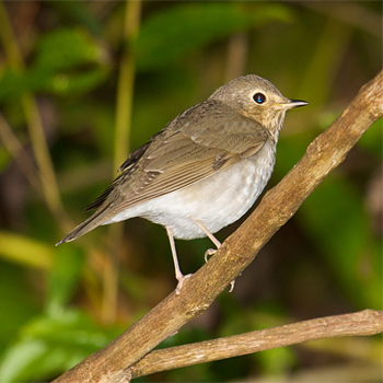Swainson's Thrush