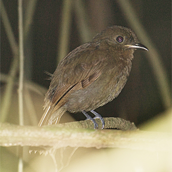 Thrush-like Schiffornis