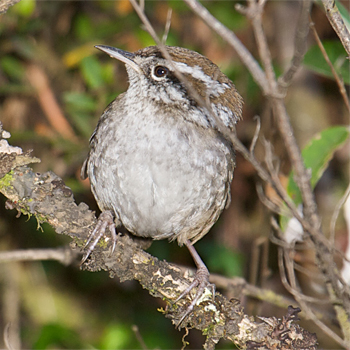 Timberline Wren
