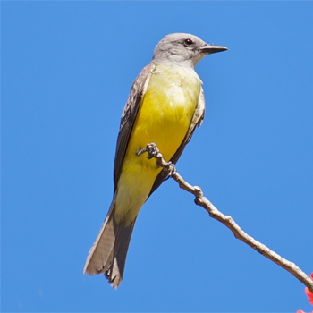 Tropical Kingbird