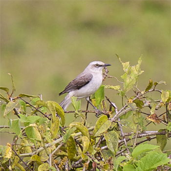 Tropical Mockingbird