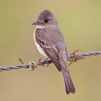 Tropical Pewee