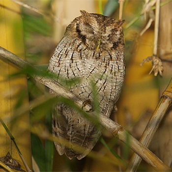 Tropical Screech-owl