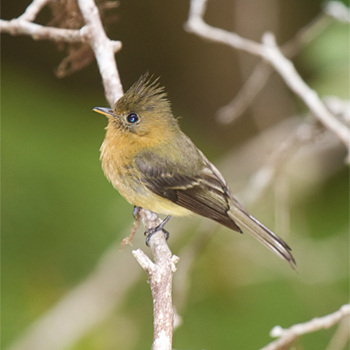 Tufted Flycatcher
