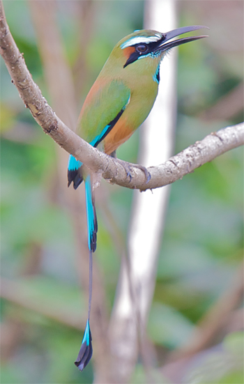 Turquoise-browed Motmot