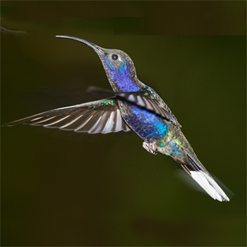 Violet Sabrewing