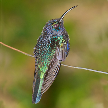 Violet Sabrewing