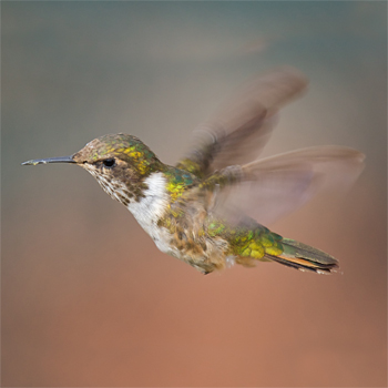 Volcano Hummingbird
