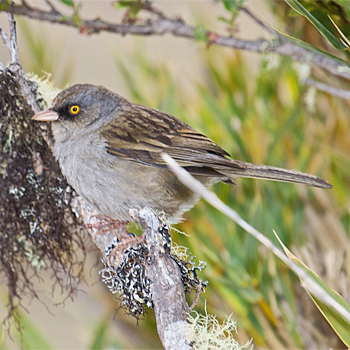 Volcano Junco
