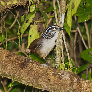 White-breasted Wood-wren