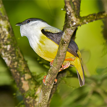 White-collared Manakin