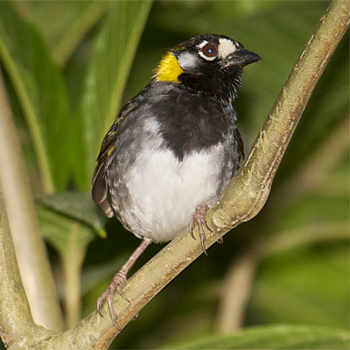White-eared Ground-sparrow