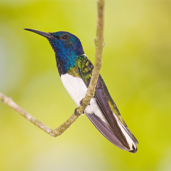 White-necked Jacobin