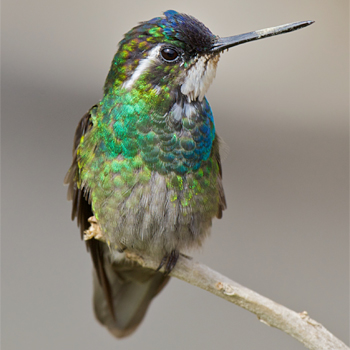 White-throated Mountain-gem