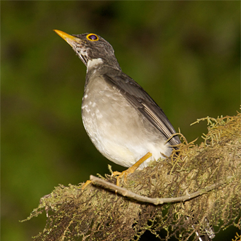 White-throated Thrush