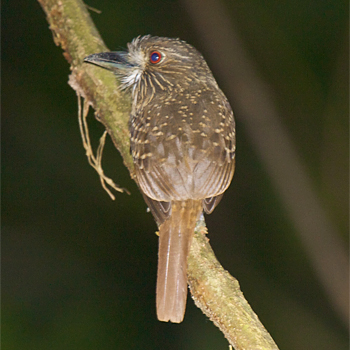 White-whiskered Puffbird