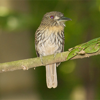 White-whiskered Puffbird