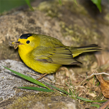 Wilson's Warbler