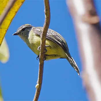 Yellow-crowned Tyrannulet
