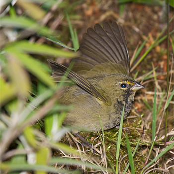 Yellow-faced Grassquit